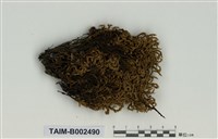 藏品(砂苔屬)的圖片